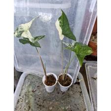 Syngonium variegata leaf