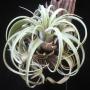 T. concolor x streptophylla 23