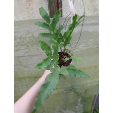 Drynaria bonii ‘Ubon’ 123/1