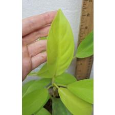 Philodendron malay Gold 