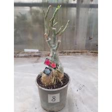 Adenium sp 8