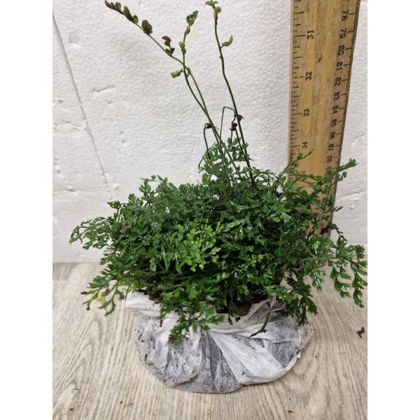 Bolbitis heteroclita 'Difformis'