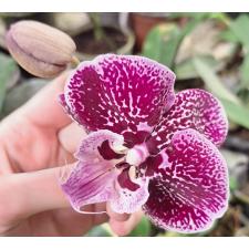 Фаленопсис Мики Блек Витч / Phal. Miki Black Witch '74'