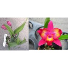 Софролелиокаттлея Гавайский сплеск -Лея- / Slc. Hawaiian Splash -Lea-