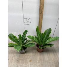 Asplenium 'Silver Wing'