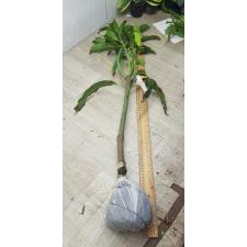 Mangifera indica 'Nam Doc Mai' 155