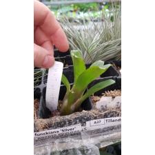 Neoregelia Chiquita Linda