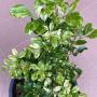 Aglaia odorata variegated