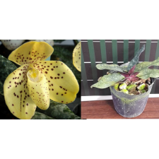 Папхиопедилум веншаненсе (= Папхиопедилум конко-беллатулум) / Paph. wenshanense (= Paph. conco-bellatulum)