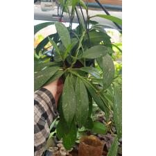 Хойя пубикаликс «Сплэш» / hoya pubicalyx splash