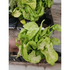 Syngonium hybrid … 14 cm pot