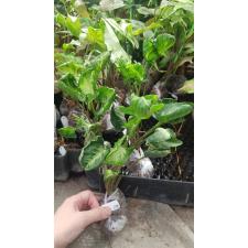 Syngonium Money Cup 'Godzilla' 218