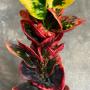 Codiaeum Kaew Pailin