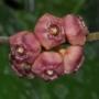 Hoya heuschkeliana Pink         104