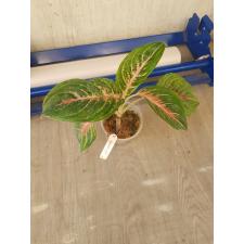 Aglaonema Maha Nakorn. pot