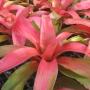 Neoregelia Grace (Bromeliad) 210