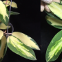 Hoya verticillata variegata (#229).