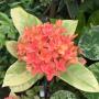 Ixora sp.(T09) variegated