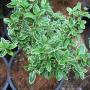 Serissa foetida variegata