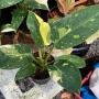 Philodendron ‘Congo Green’ hybrid variegated.