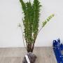 Nephrolepis exaltata cv Wagneri (long leaf)