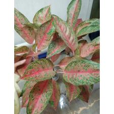 Aglaonema NEW -8 Nalamongkon
