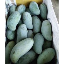 Mangifera indica 'Keaw Sawoey 113