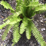 Nephrolepis sp.(T01) Burma
