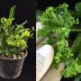 Microsorum longissimum 'Dwarf Grandiceps'.