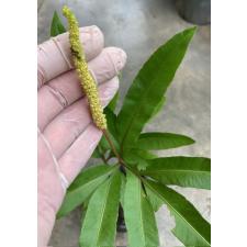 Helminthostachys zeylanica (Terrestrial fern) 318