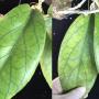 Hoya vitellinoides              232
