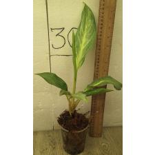 Аглаонема Сири Канчана / Aglaonema Siri Kanchana.