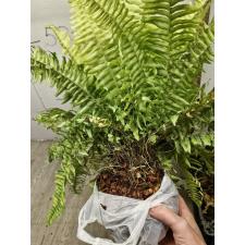 Nephrolepis exaltata 'Tiger' variegated