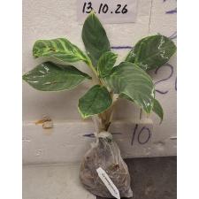 Аглаонема Иккую-сан / Aglaonema Ikkyu-san A-33