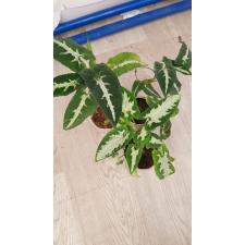 Syngonium wendlandii  pot 850p