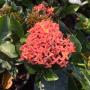 Ixora Bangkok Peach