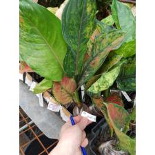 Aglaonema Heng Heng Heng (green form) 40