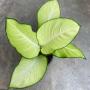 Dieffenbachia Saeng Chantra