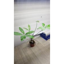 Anthurium digitatum 204