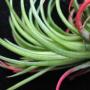 T. ionantha variegata No.2 145