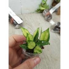 Hoya lacunosa (yellow variegated)(SS)(#976)