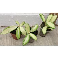 Хойя акута варегатная / hoya acuta variegata (S)