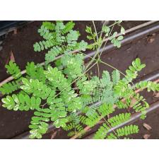 Caesalpinia pulcherrima (white variegated)