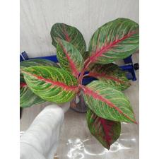 Aglaonema Amnat Jaren A-18