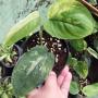 Scindapsus Jade Satin variegated.
