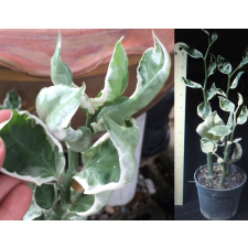 Pedilanthus sp.(T01)(white margin)