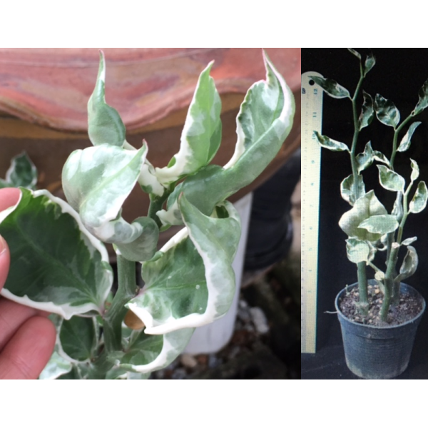 Pedilanthus sp.(T01)(white margin)