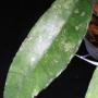 Hoya finlaysonii *572           572