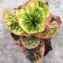 Codiaeum Ratchathewi