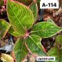 Aglaonema  Lipstick ( pink )  A-114